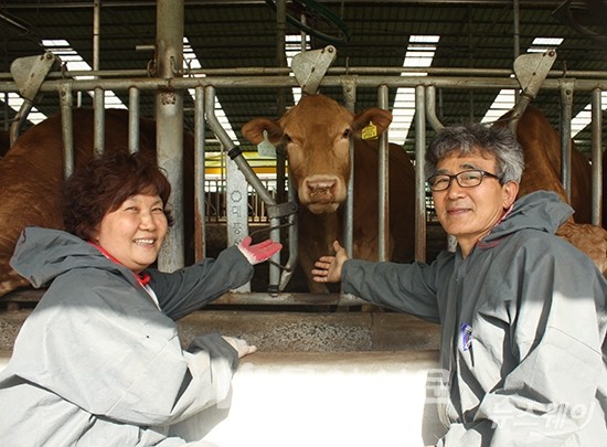 씨수소 KPN 1498을 생산한 어미 소와 고봉석(오른쪽), 박금옥(왼쪽) 씨 부부
