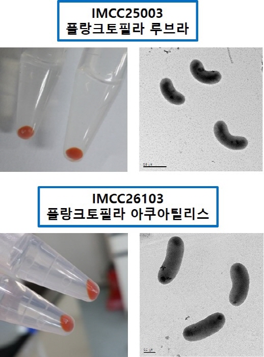 담수 최다 세균 acI 분기군에 속한 세균 2종의 배양체(왼쪽)와 전자현미경으로 본 세포(오른쪽). 제공=인하대