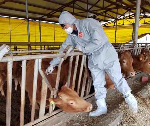 용인시, 상반기 ‘구제역’ 일제 접종···소·염소 등 사육농가 306곳