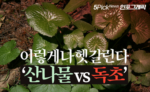 이렇게나 헷갈린다 ‘산나물 vs 독초’