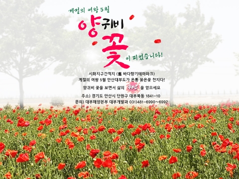 계절의 여왕 5월 안산 대부도, 붉은 꽃양귀비로 물들다