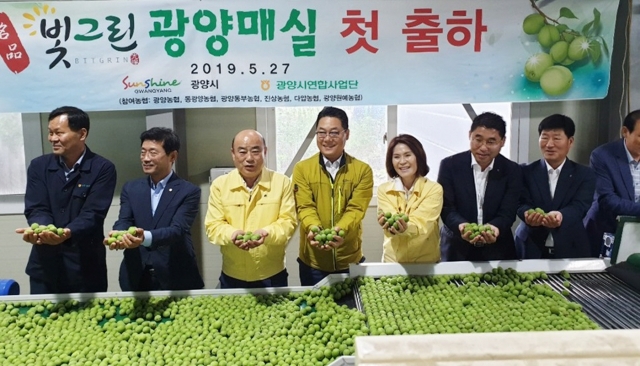 전남농협, ‘빛그린 광양매실 첫 출하식’ 개최