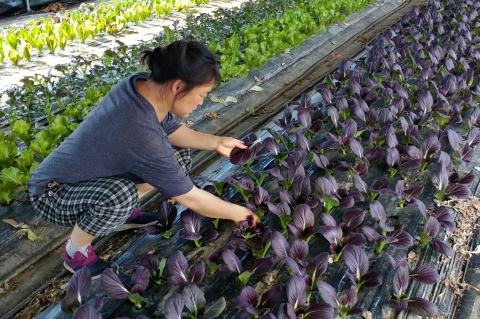순창군, 항산화 효과 높은 신품종 ‘진미적치마’ 상추 보급