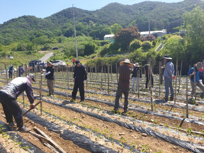 진안군 공무원, 영농철 농가 일손 돕기 펼쳐 기사의 사진
