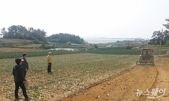 지난 3월 농협과 무안군이 양파 과잉 생산에 따른 선제적 수급대책 일환으로 조생종 양파를 산지 폐기하고 있다.