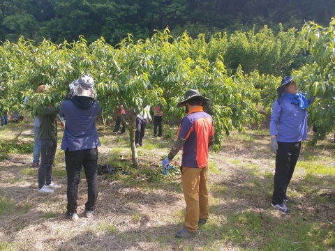 나주시, 농촌 일손 돕기 구슬땀···영농철 농가 활력
