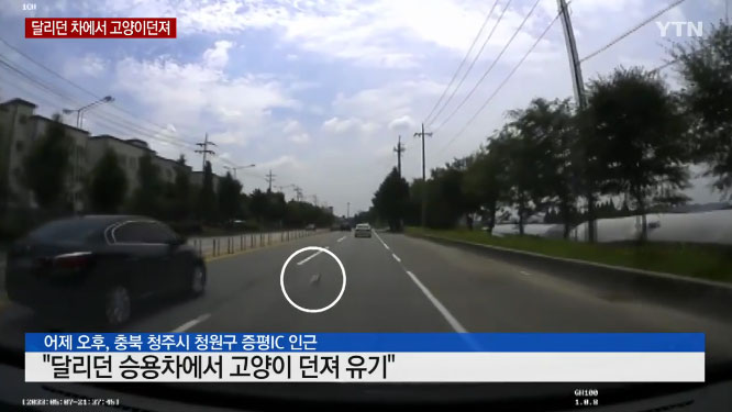 달리던 차 안에서 고양이 던져 유기?···네티즌 ‘분노’ / 사진=YTN 뉴스 캡쳐