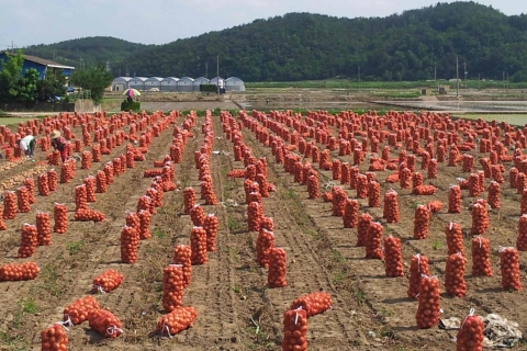 aT, 효능·조리법 등 안내로 양파 소비활성화 앞장