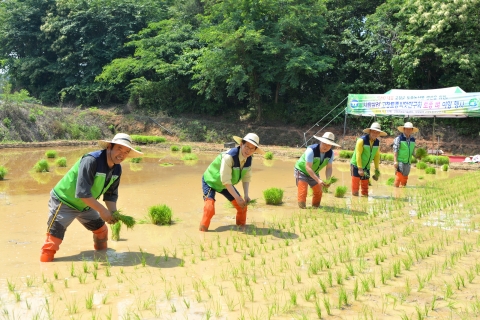 고창군, 토종벼 모내기 행사 실시
