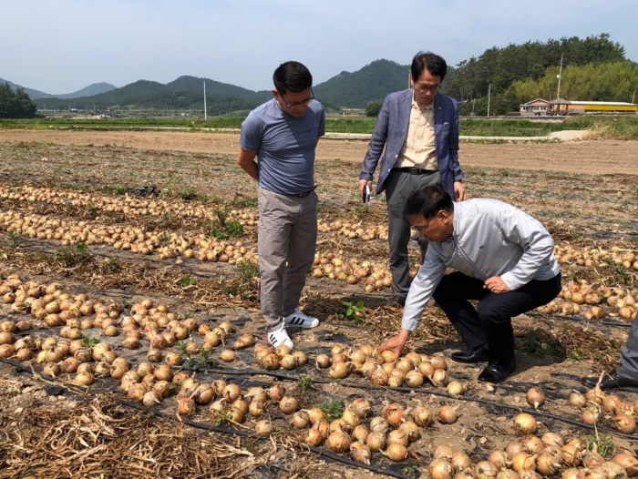 해남 양파밭에서 생산자 의견을 청취 중인 신현곤 aT식품수출이사(맨 오른쪽)