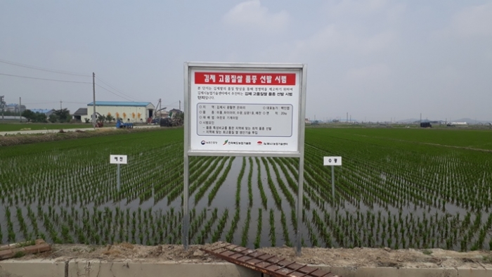 김제시, 고품질쌀 품종 선발 시범 사업 추진 기사의 사진