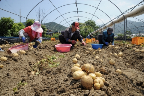 춘향씨감자, 하지 맞아 본격 출하 시작