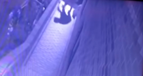 ‘패대기치듯 죽인’ 고양이 잔혹 살해···범인은 고양이 애호가?