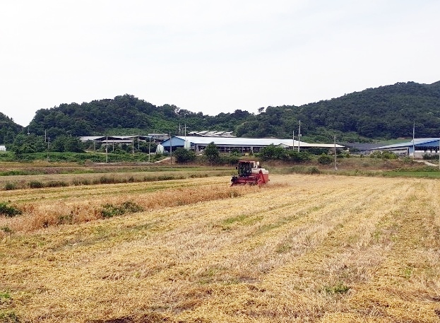 정읍시농업기술센터, 맥류 보급종 채종 단지 수매 마쳐 기사의 사진