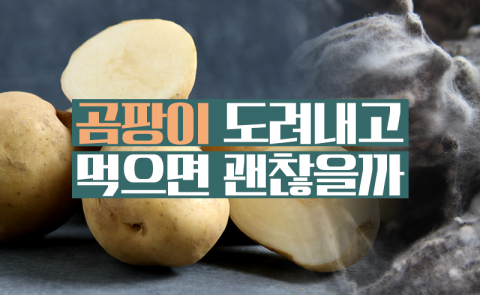 곰팡이 도려내고 먹으면 괜찮을까