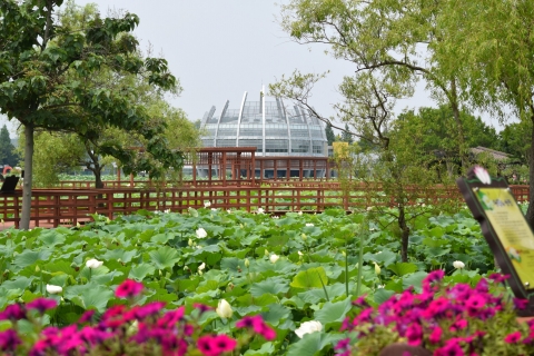 “더위쯤이야” 무안연꽃축제 25일 개막