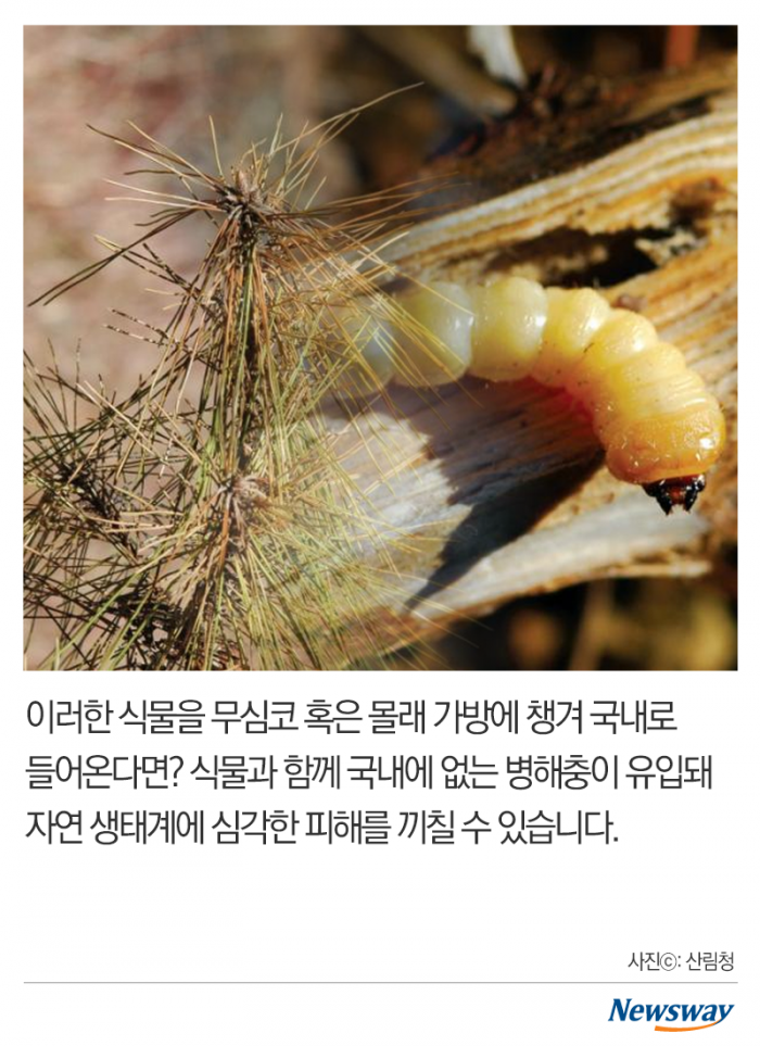 과태료 최대 ‘1천만원’···제발 가져오지 마세요 기사의 사진