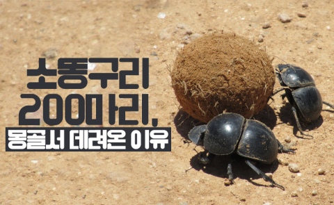 소똥구리 200마리, 몽골서 데려온 이유