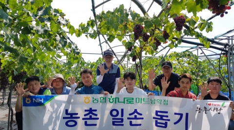 농협하나로마트 남악점, 포도수확 ‘농촌일손돕기’ 펼쳐