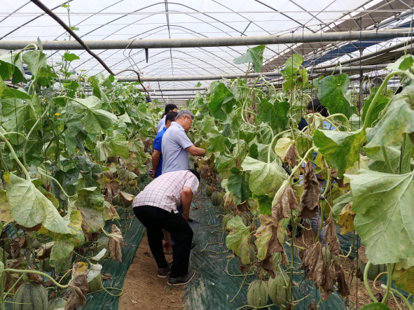 보성군 노동면 메디팜 농장에서 칸탈로프 멜론을 재배하고 있다.