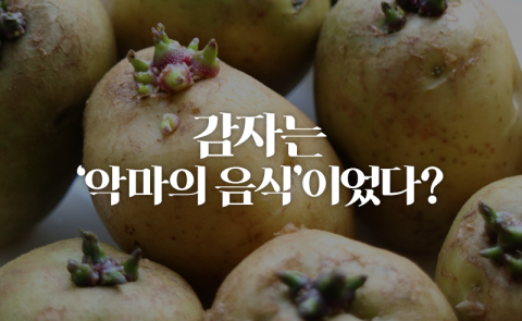 감자는 ‘악마의 음식’이었다?