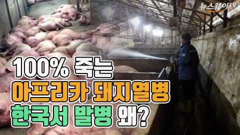 ‘백신 없는 전염병’ 아프리카돼지열병···국내 첫 발생
