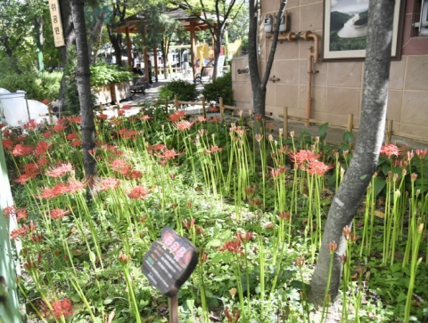 산림조합중앙회, 삼학사 어린이공원에 꽃무릇 활짝 피어