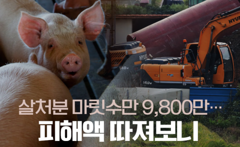 살처분 마릿수만 9,800만···피해액 따져보니