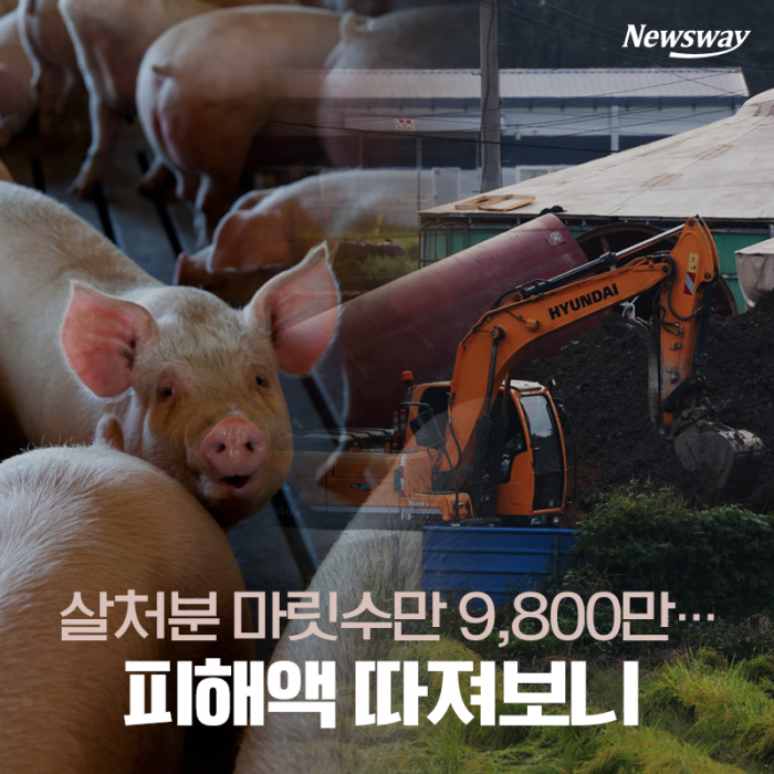 살처분 마릿수만 9,800만···피해액 따져보니 기사의 사진