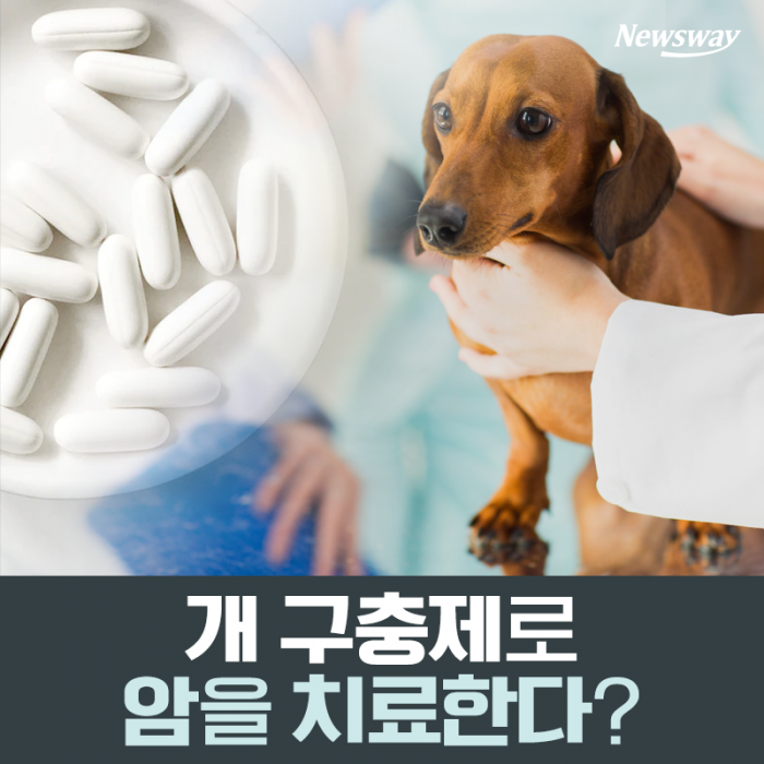 개 구충제로 암을 치료한다? 기사의 사진