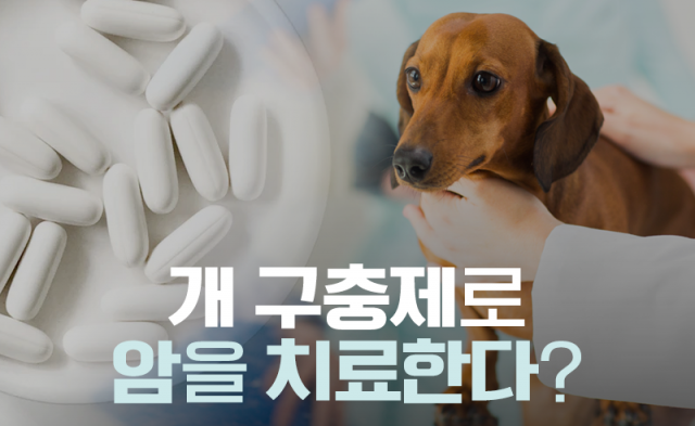 개 구충제로 암을 치료한다?