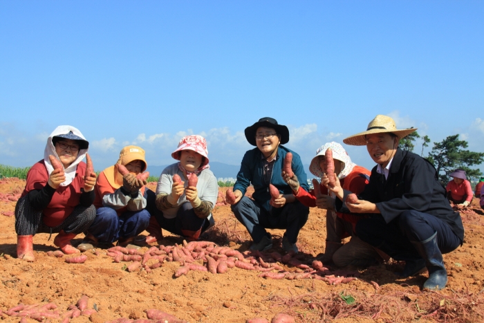 광주서창농협 농가주부모임 ‘고구마 수확작업’ 모습