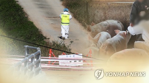 홍성 도축장서 돼지열병 의심 신고···‘19마리 폐사’