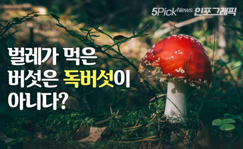 벌레가 먹은 버섯은 독버섯이 아니다?