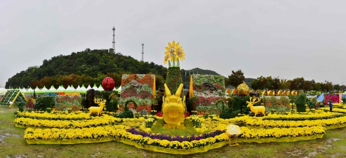 장성 황룡강 노란꽃잔치, 5일 ‘팡파르’ 기사의 사진
