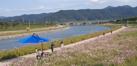광양시, 광양읍 서천변에 코스모스 ‘활짝’