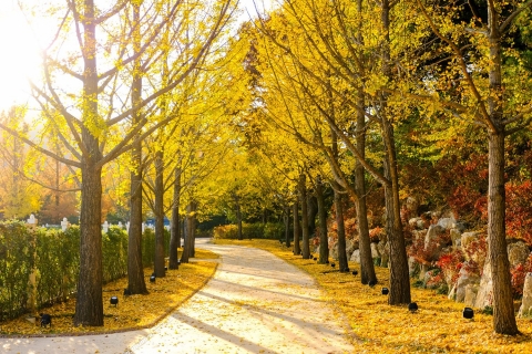 에버랜드, 10월 본격적 가을 맞아 ‘단풍놀이 추천코스’ 마련