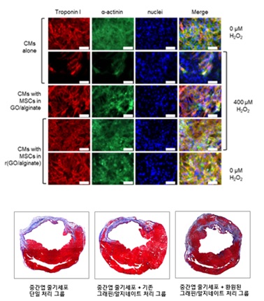산화스트레스 환경에서 항산화 수화젤에 담지된 중간엽줄기세포와 심근세포와의 공배양에 의한 심근세포의 생존 및 성숙도 향상 (상). 흰 쥐를 이용한 심근경색 동물 모델에서 중간엽줄기세포 및 항산화 수화젤의 이식 2주 후 심근 회복 비교 (하)