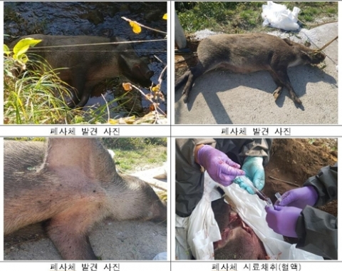 파주·연천 멧돼지 폐사체서 돼지열병 양성 반응
