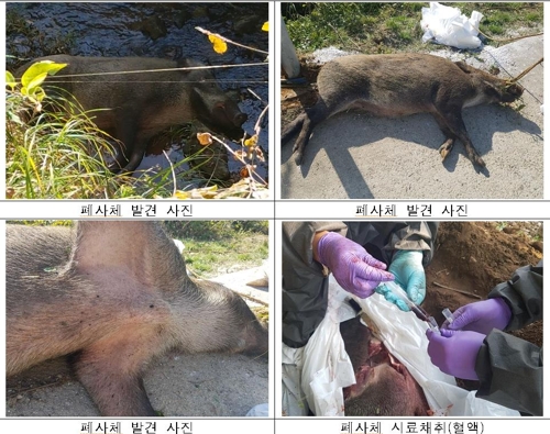 파주·연천 멧돼지 폐사체서 돼지열병 양성 반응