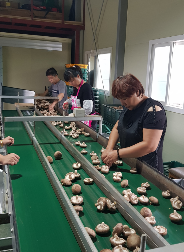 서해표고버섯출하회 회원들이 선별장에서 방금 생산한 표고버섯을 고르고 있다. 사진=서해표고버섯출하회
