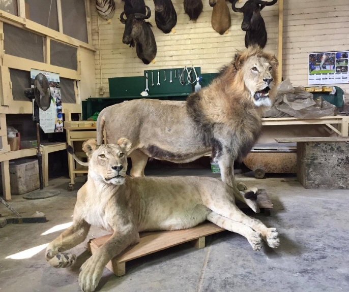 목포자연사박물관 아프리카 사자 박제