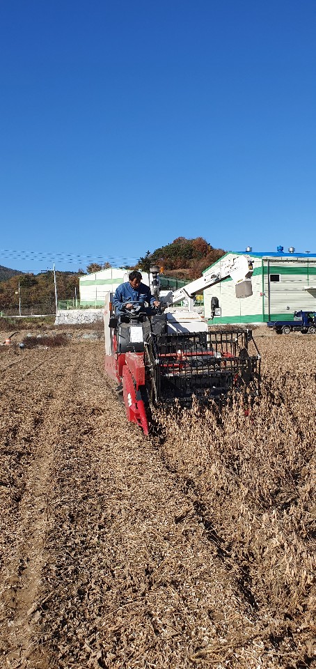 진안군, 선풍콩 수확 실시