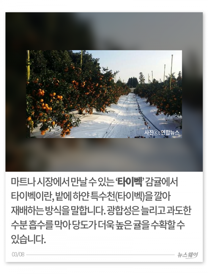 ‘흰색 실 뗄까 말까?’ 귤이 더 맛있어지는 깨알 정보들 기사의 사진