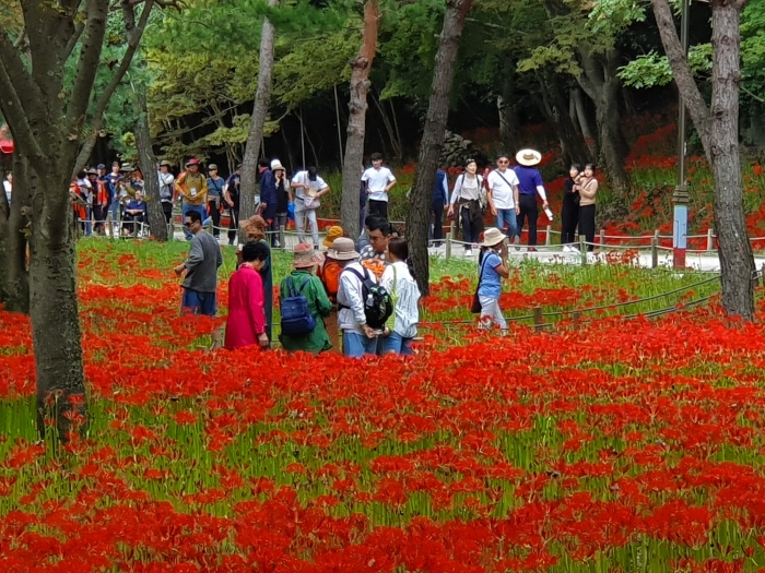 영광불갑산상사화축제, 2020년 전라남도 대표축제 선정 기사의 사진