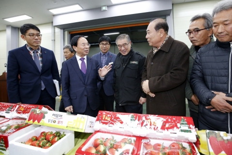 명품 임실N딸기 본격 출하