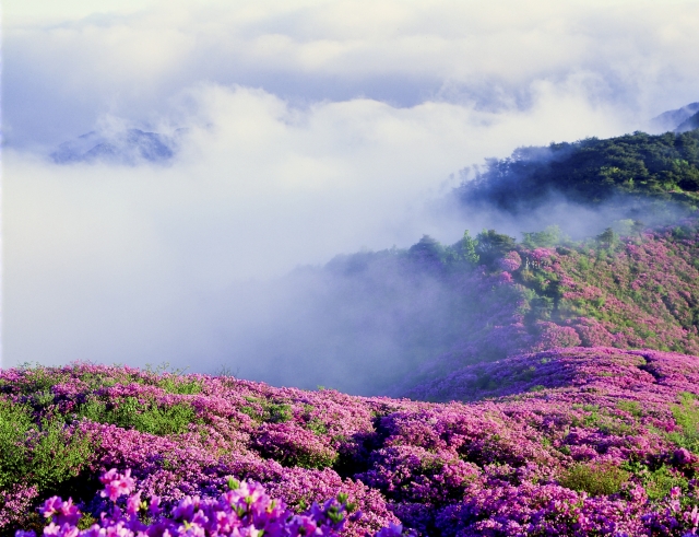 장수 봉화산 산철쭉군락지 국가산림문화자산 지정