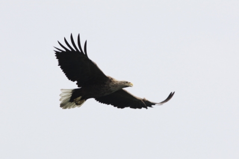 신안군, Ⅰ급 흰꼬리수리 등 멸종위기조류 8종 확인