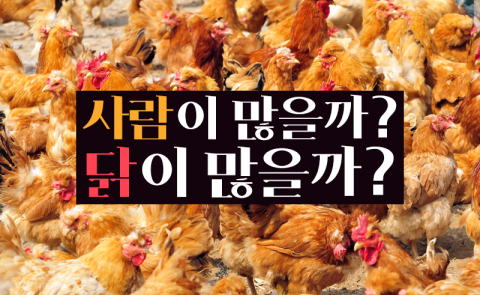 사람이 많을까? 닭이 많을까?