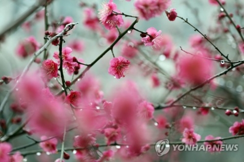 전국 흐리고 오전까지 곳곳에 비···오후부터 맑아져